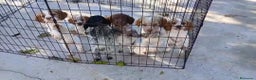 Épagneul Breton perros en venta: CACHORROS DE SPANIEL BRETÓN  - Anuncio 1