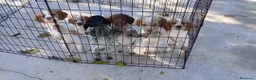 Épagneul Breton perros en venta: CACHORROS DE SPANIEL BRETÓN  - Anuncio 1