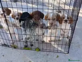 Épagneul Breton perros CACHORROS DE SPANIEL BRETÓN - Anuncio 1