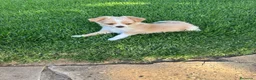 Chihuahua perros en venta: Precioso chichuahua pelo largo  - Anuncio 2