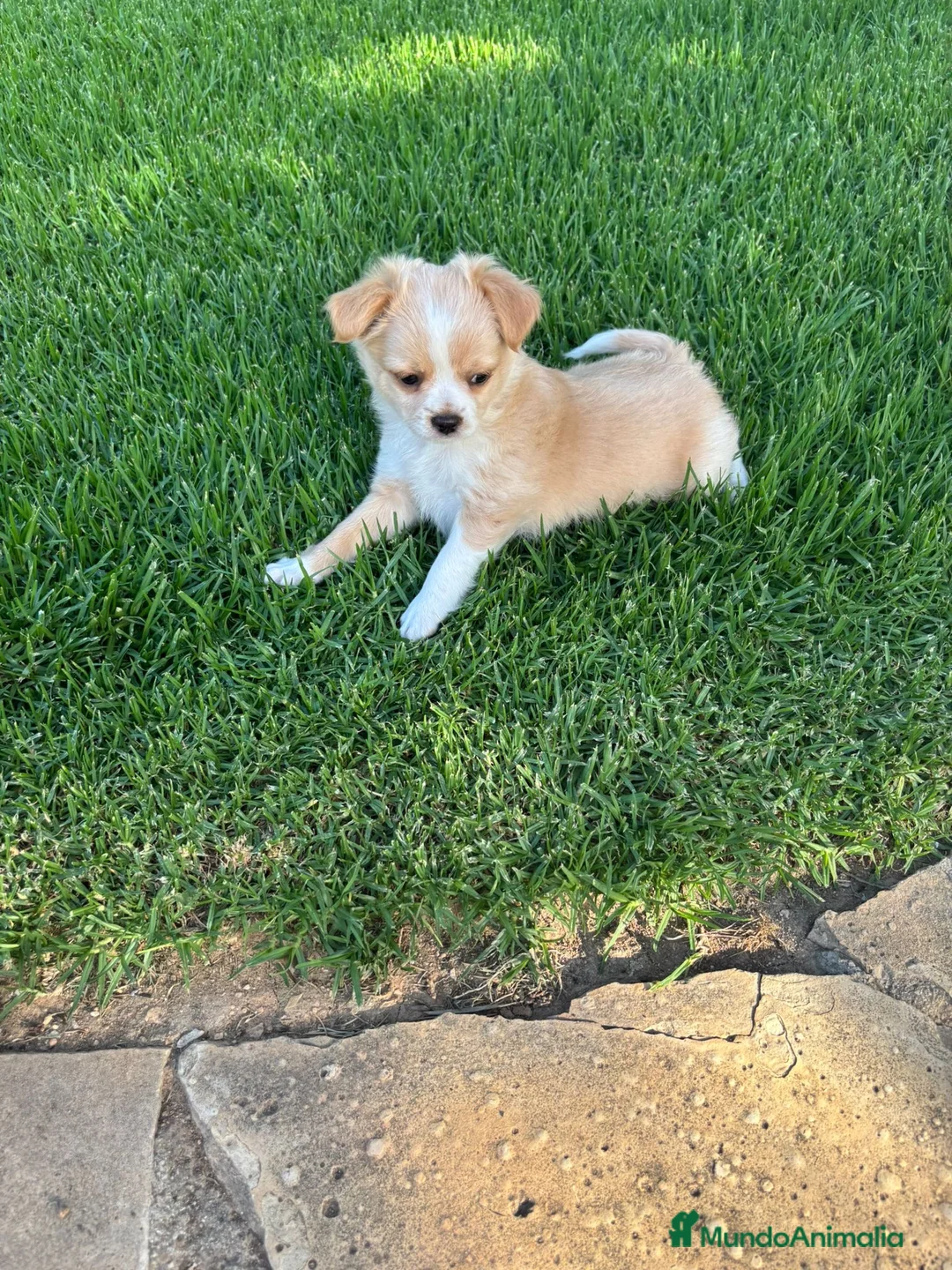Chihuahua perros en venta: Precioso chichuahua pelo largo  - Anuncio 2