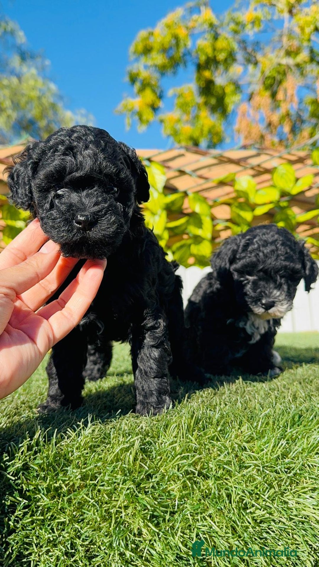 Caniche Toy perros en venta: CANICHE TOY - Anuncio 6