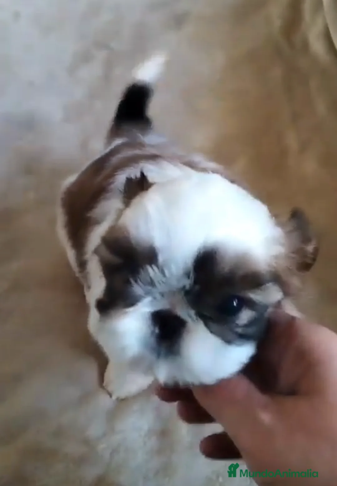 Shih Tzu perros en venta: Preciosos cachorros Shih Tzu de tamaño pequeño - Anuncio 2