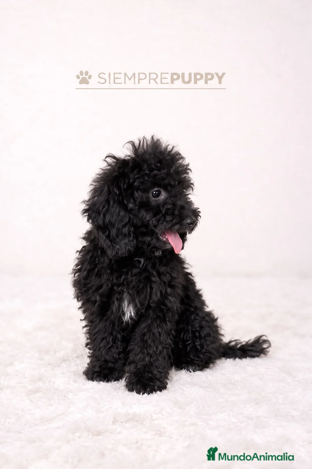 Caniche Enano perros en venta: CANICHE ENANO PRECIOSO - Anuncio 2