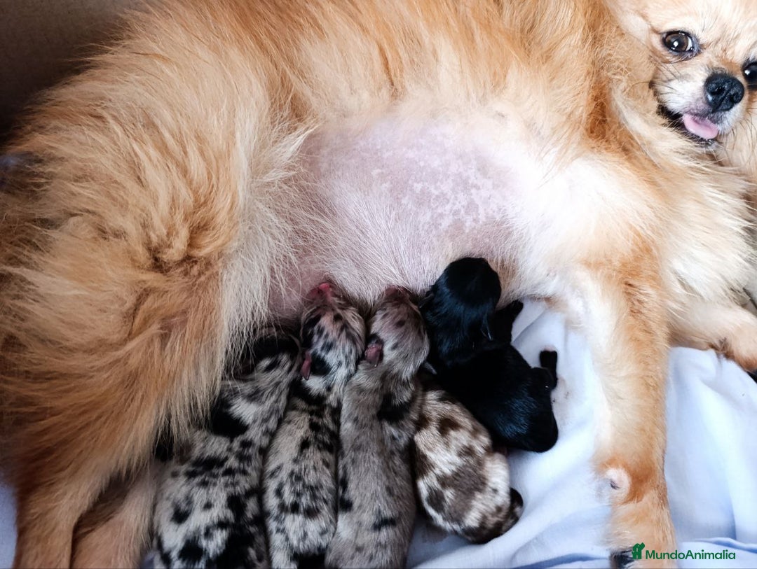 Pomerania perros en venta: Pomerania arlequín  - Imagen 4