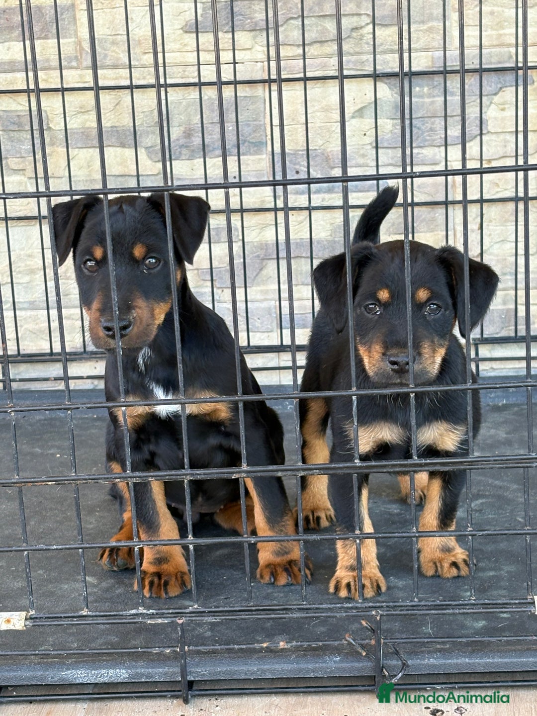 Terrier Alemán de Caza perros en venta: Cachorras Jagd terrier  - Anuncio 4