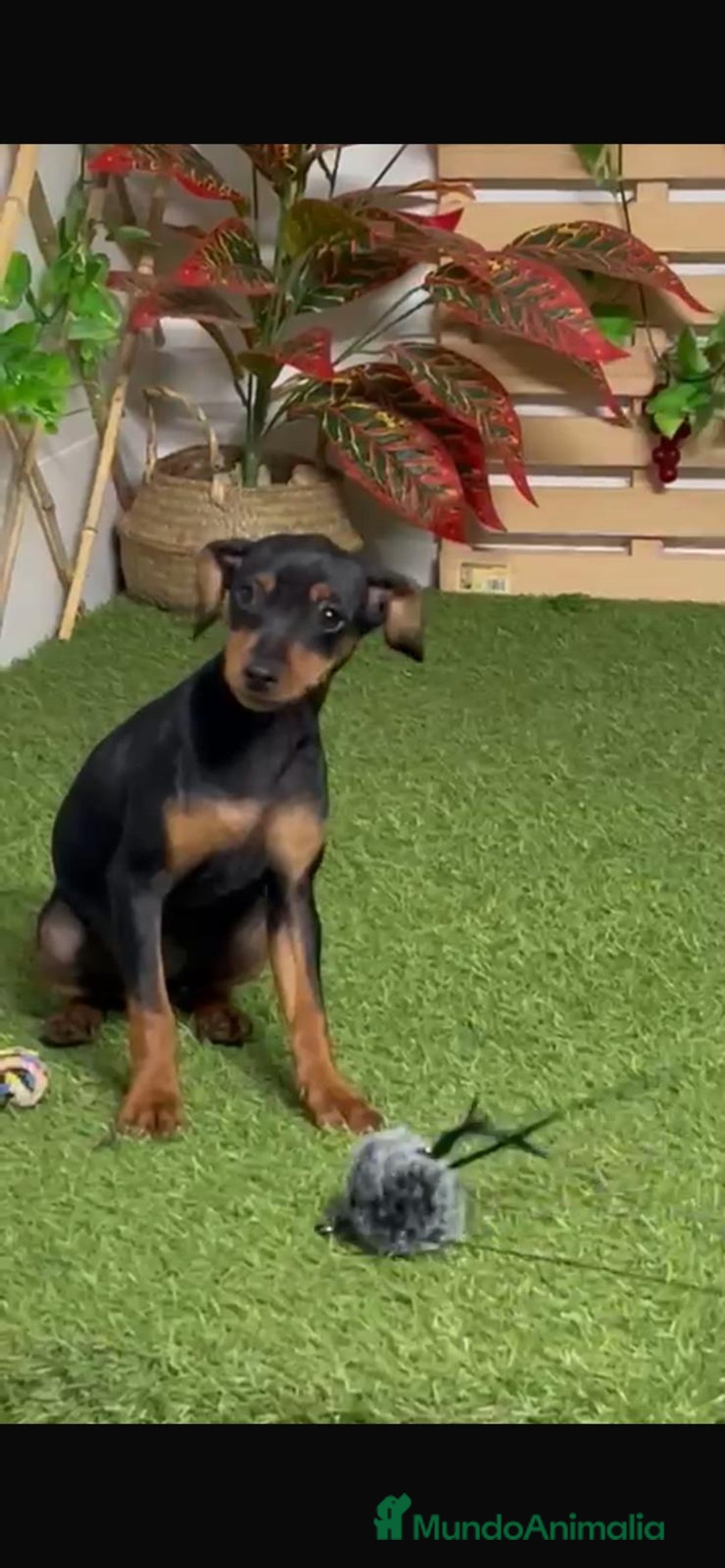 Pinscher Miniatura perros en venta: PINSCHER MINIATURA - Anuncio 3