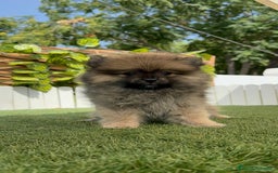 Pomerania perros en venta: POMERANIA HEMBRA  - Imagen 11