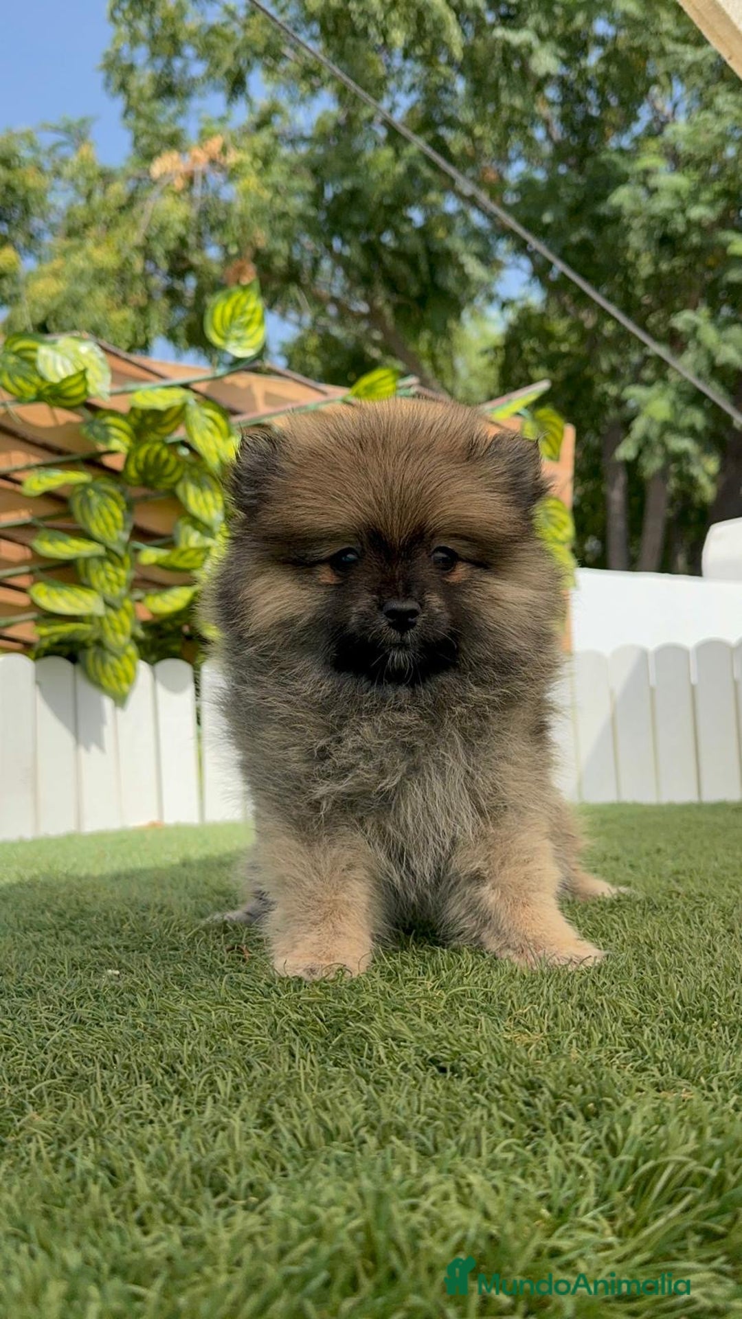 Pomerania perros en venta: POMERANIA HEMBRA  - Imagen 11