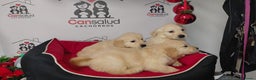 Golden Retriever perros en venta: Golden retriever  - Anuncio 3