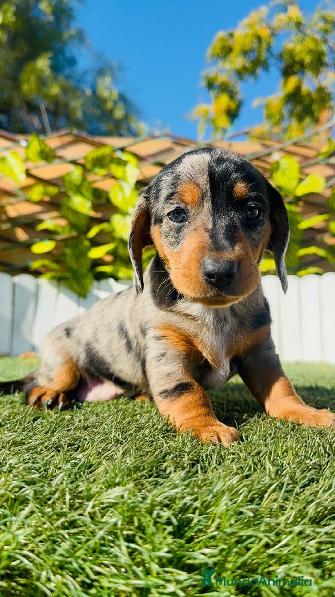 Teckel Miniatura perros en venta: TECKEL MINIATURA HEMBRA  - Anuncio 11