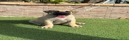 Presa Canario perros en venta: Cachorro presa canario  - Anuncio 1