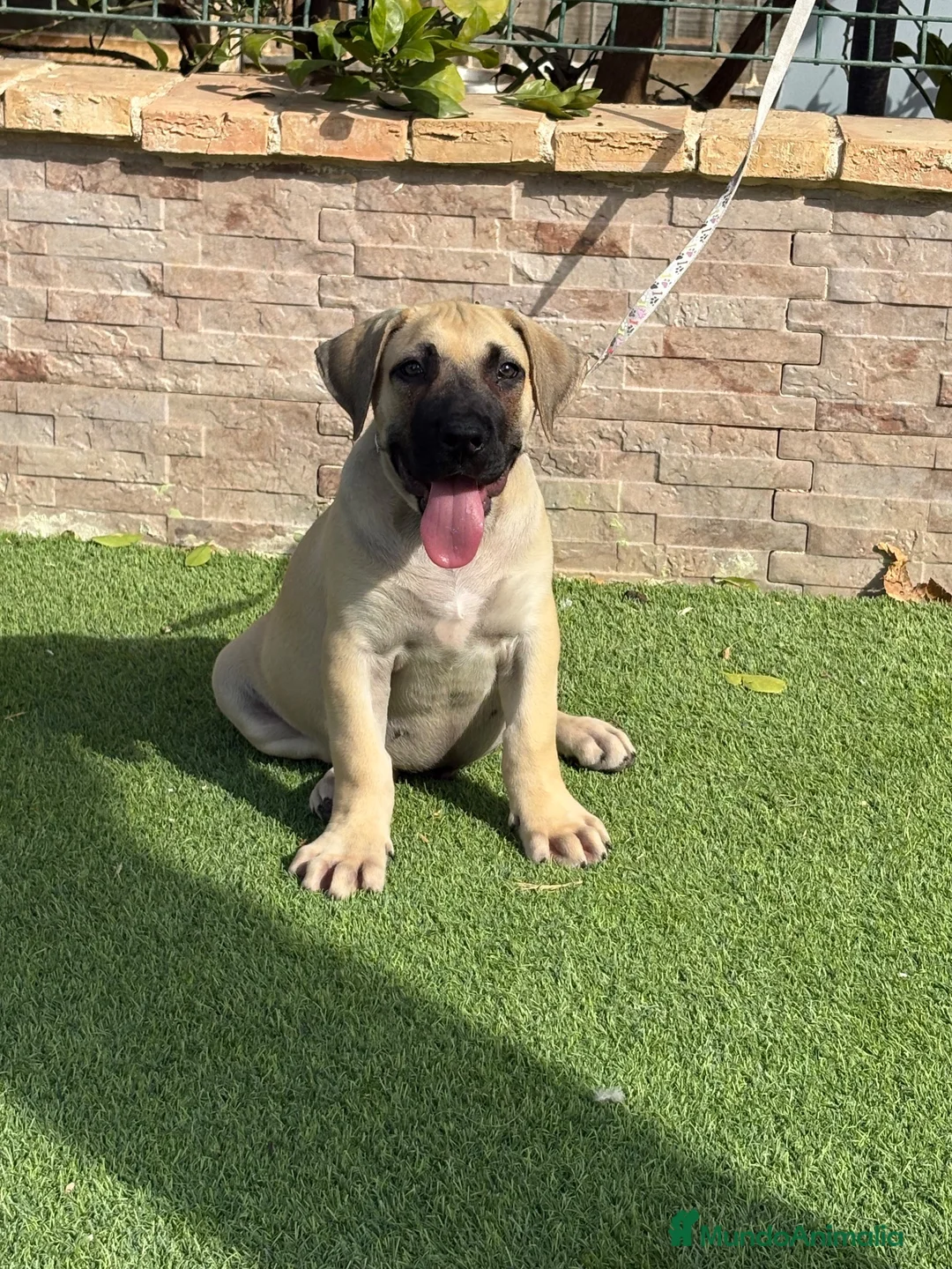 Presa Canario perros en venta: Cachorro presa canario  - Anuncio 1