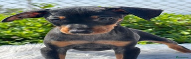 Pinscher Miniatura Cachorro 3