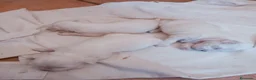 Bichón Maltés perros en venta: Bichón Maltés  - Anuncio 9