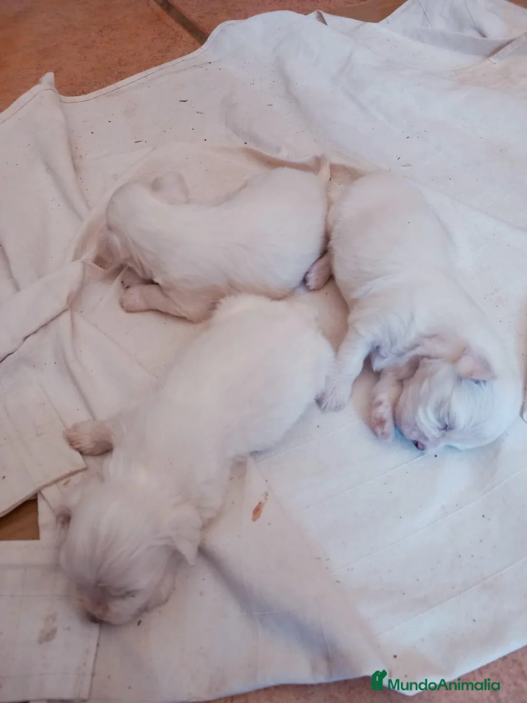 Bichón Maltés perros en venta: Bichón Maltés  - Anuncio 9