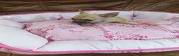 Chihuahua perros en venta: Chihuahua toy machito - Anuncio 6