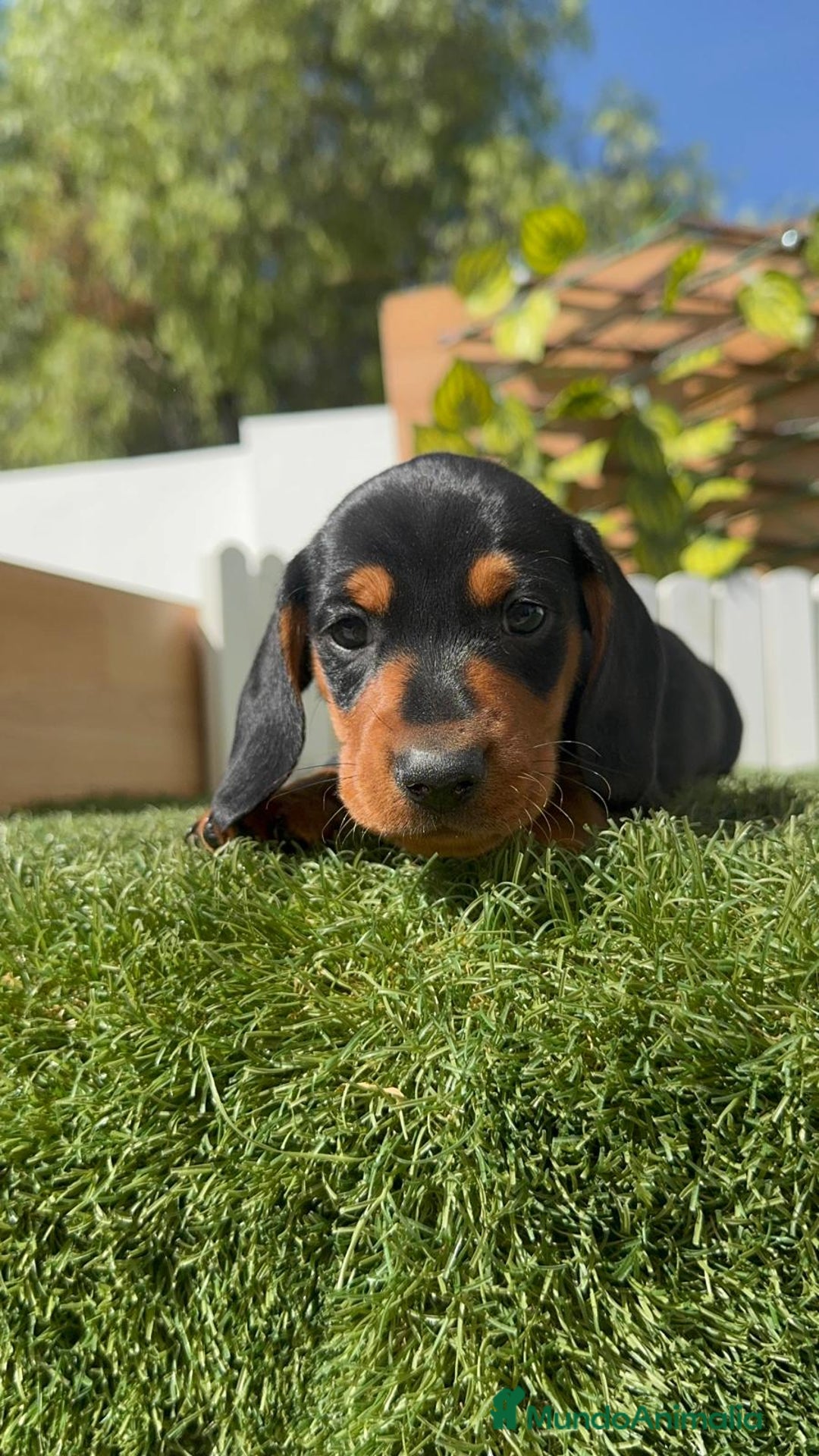 Teckel Miniatura perros en venta: TECKEL MINIATURA - Imagen 14