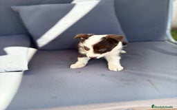 Border Collie perros en venta: Border collie chocolate  - Imagen 6