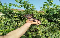 Pinscher Miniatura perros en venta: Mini Pincher toy  - Imagen 4