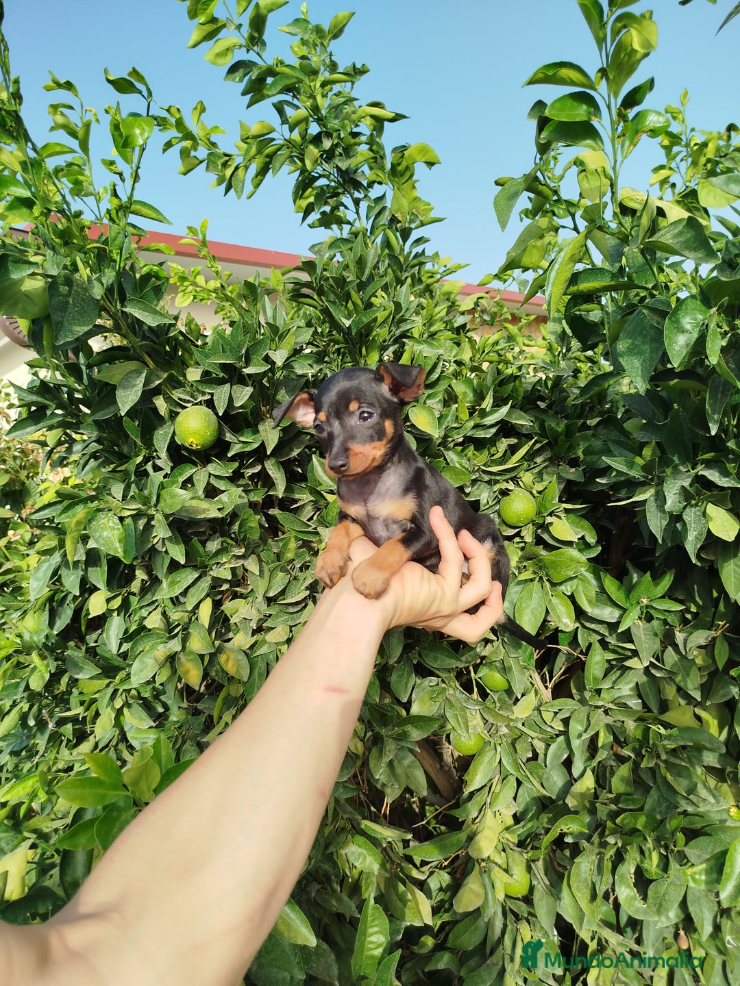 Pinscher Miniatura perros en venta: Mini Pincher toy  - Imagen 4