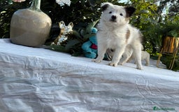 Border Collie perros en venta: Precioso machito de border collie - Imagen 2