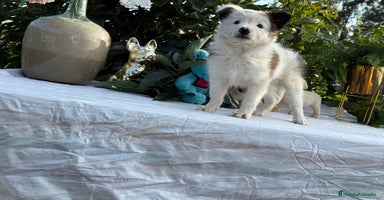 Border Collie perros - Anuncio 4