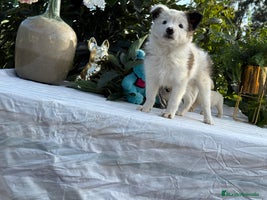 Border Collie perros Precioso machito de border collie - Anuncio 3