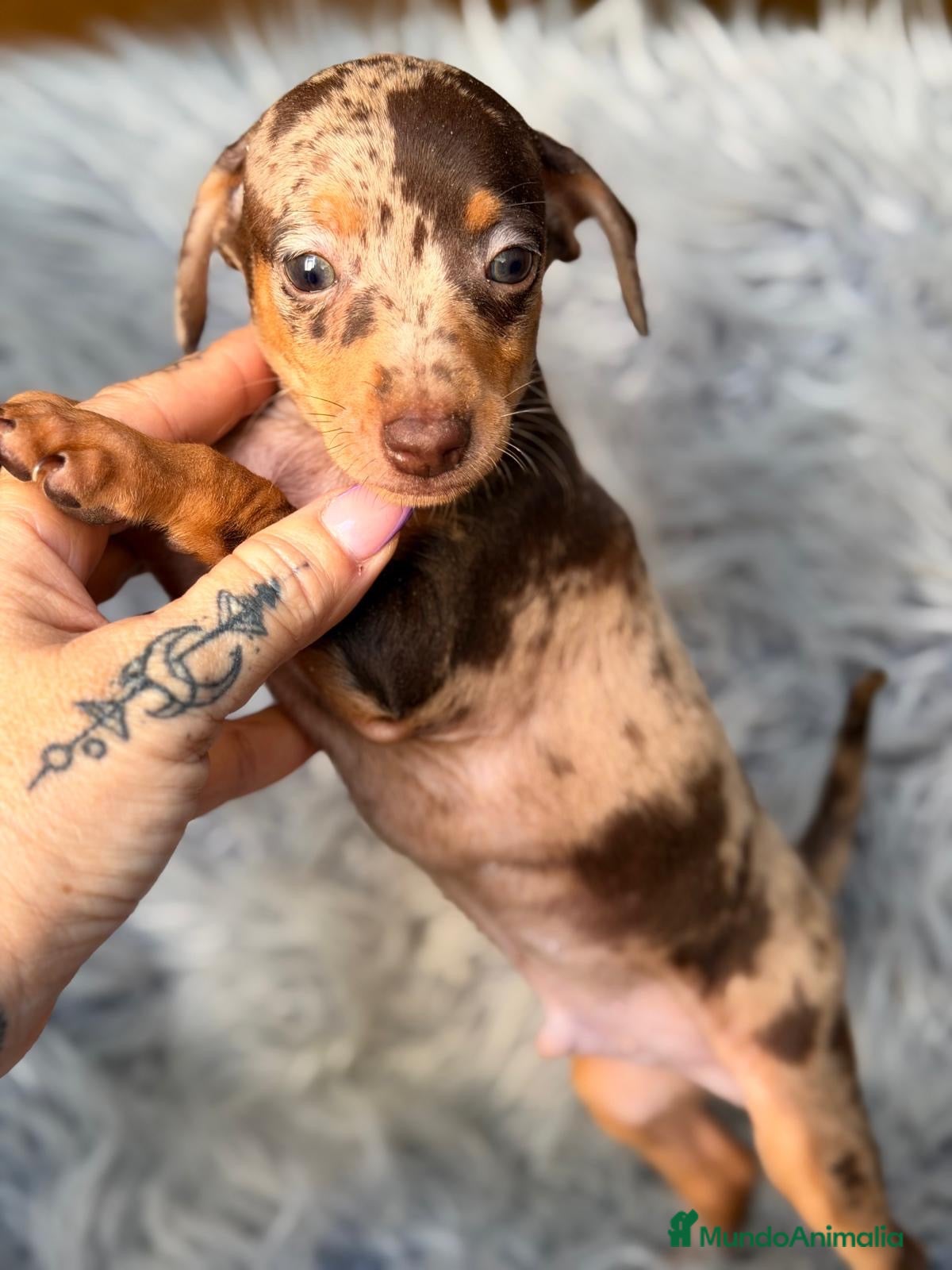 Pinscher Miniatura perros Macho Mini pinscher💙🐾 - Anuncio 2