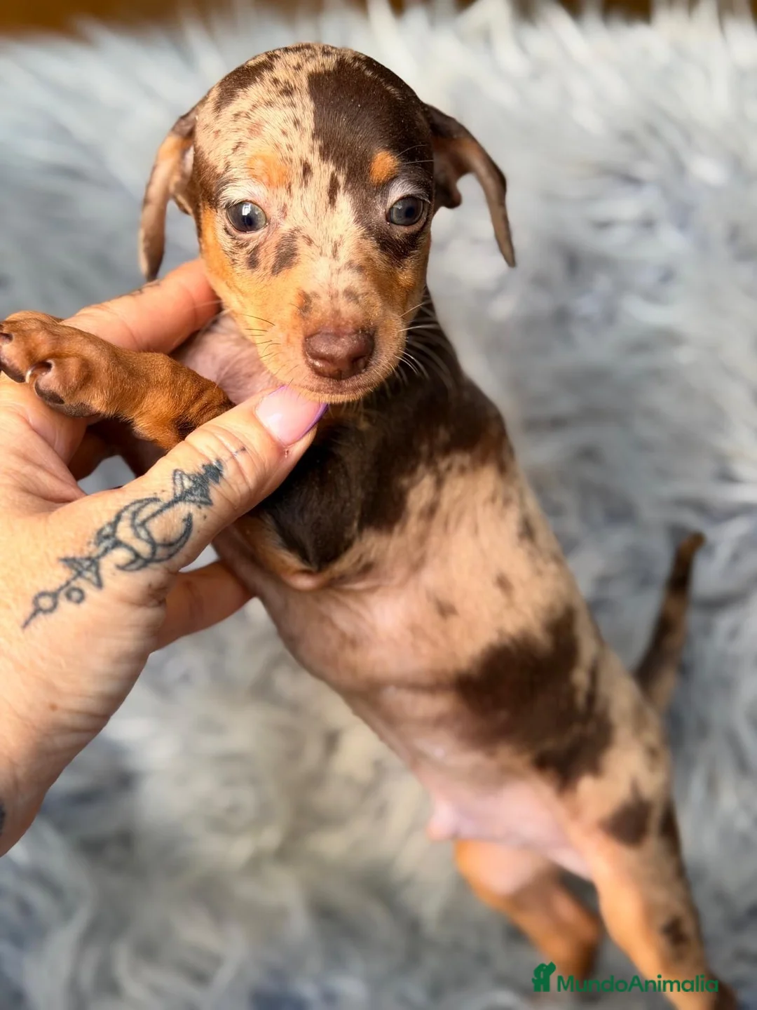 Pinscher Miniatura perros en venta: Macho Mini pinscher💙🐾 - Anuncio 1