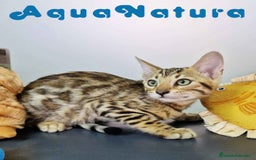 Bengalí gatos en venta: Bengali Hembra 4606 AQUANATURA - Imagen 1