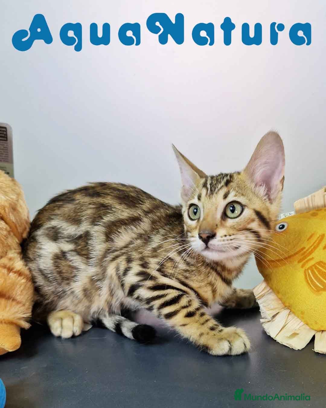 Bengalí gatos en venta: Bengali Hembra 4606 AQUANATURA - Imagen 1