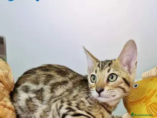 Bengalí gatos Bengali Hembra 4606 AQUANATURA - Anuncio 21
