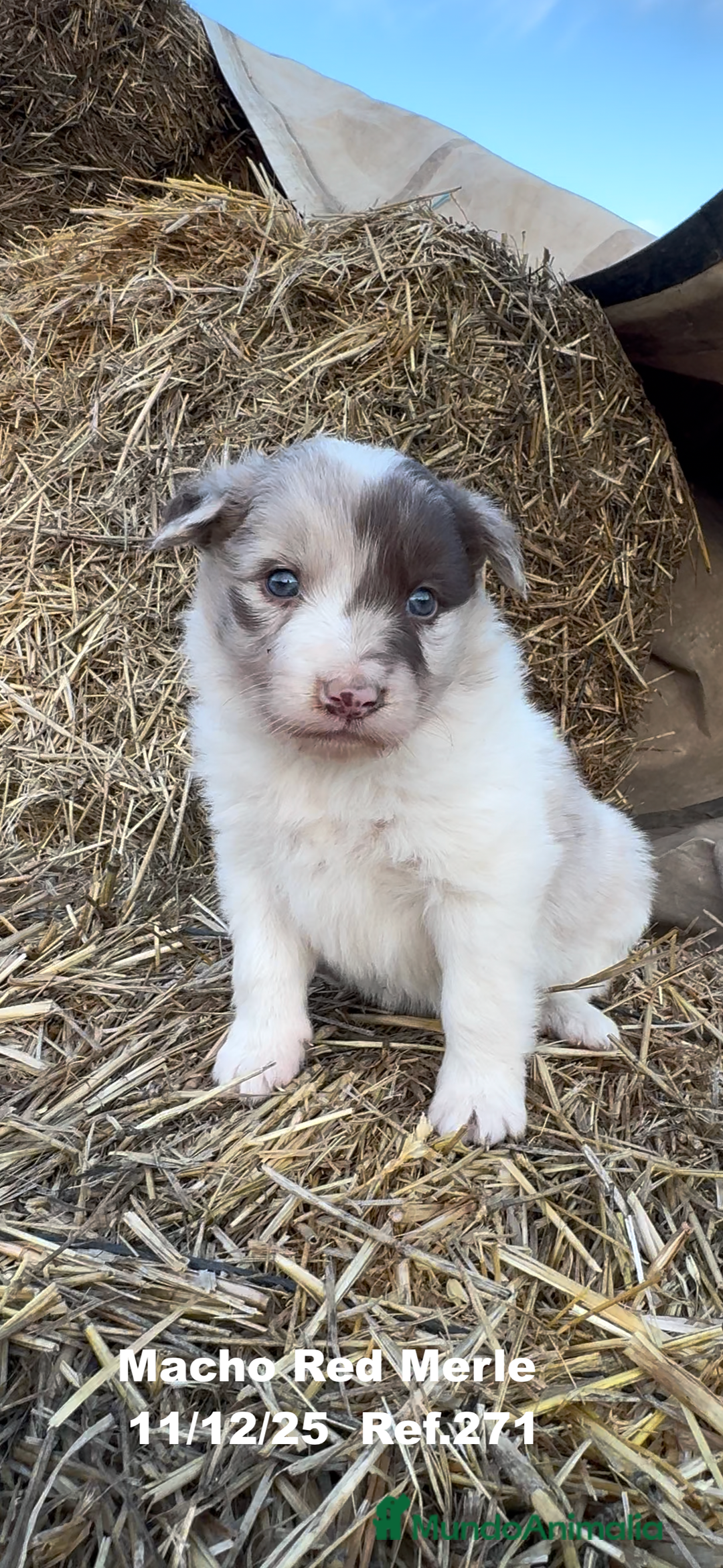 Border Collie perros en venta: Border Collie - Anuncio 24