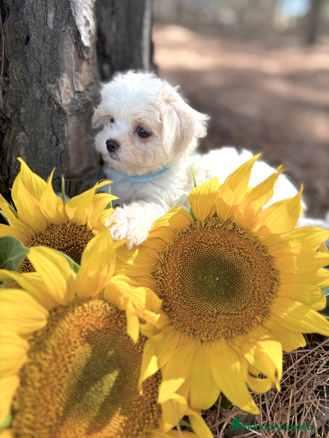 Bichón Maltés perros en venta: Bichon Maltés alta calidad muy buenas líneas  - Imagen 6