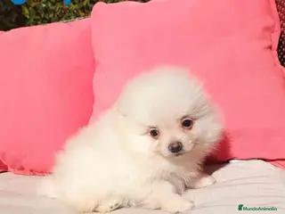 Pomerania perros Pomerania Hembra de Grana y Pompom 1879 AQUANATURA - Anuncio 2