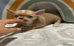 Chihuahua perros en venta: Exclusivos chihuahuas rusos - Imagen 9