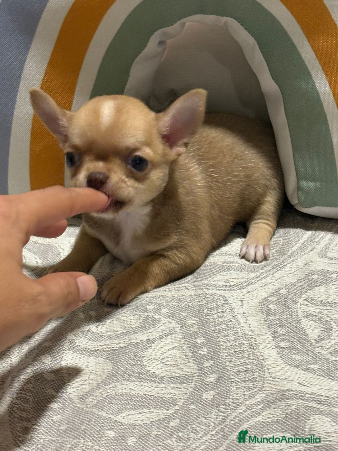 Chihuahua perros en venta: Exclusivos chihuahuas rusos - Imagen 9