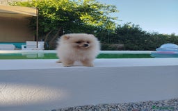 Pomerania perros en venta: Lulu de pomerania  - Imagen 3