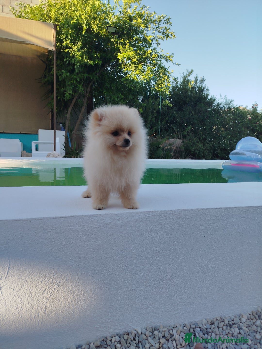 Pomerania perros en venta: Lulu de pomerania  - Imagen 3