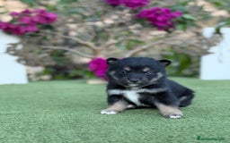 Shiba Inu perros en venta: Shiba Inu negro y rojos espectaculares  - Imagen 4