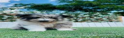 Border Collie perros en venta: BORDER COLLIE - Anuncio 11