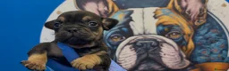 Bulldog Francés perros en venta: Bulldog francés exóticos  - Anuncio 5