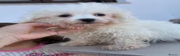 Bichón Maltés perros en venta: Bichon maltés macho disponible - Anuncio 2