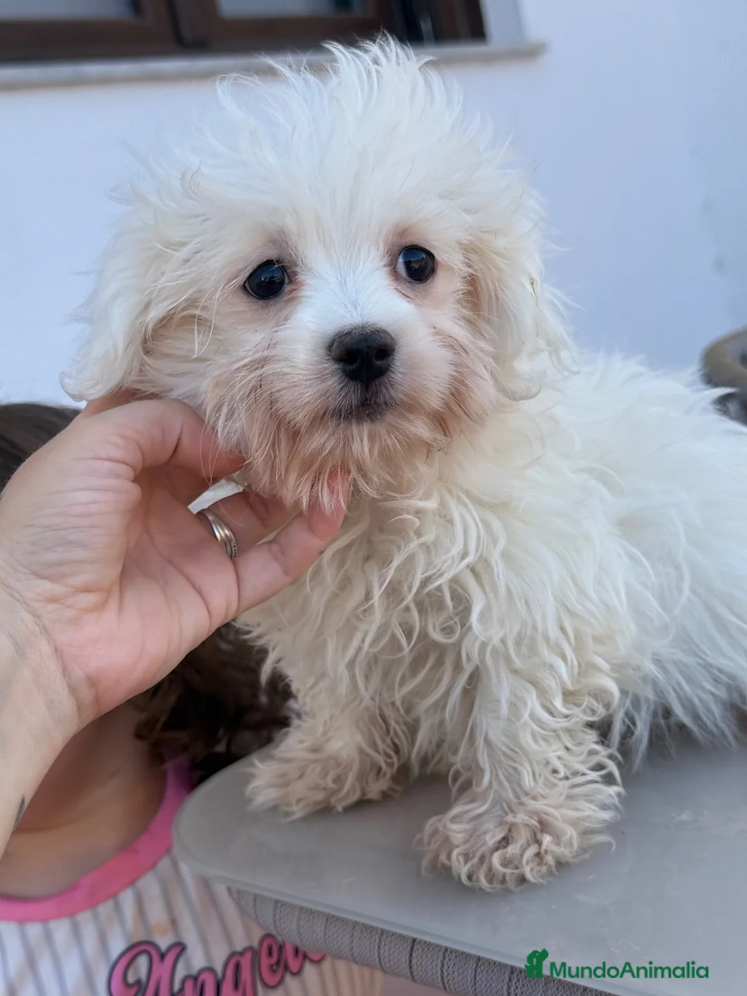 Bichón Maltés perros en venta: Bichon maltés macho disponible - Anuncio 2