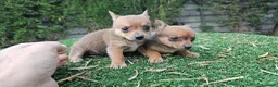 Raza Mixta perros en venta: Cachorritos mini toy  - Anuncio 3