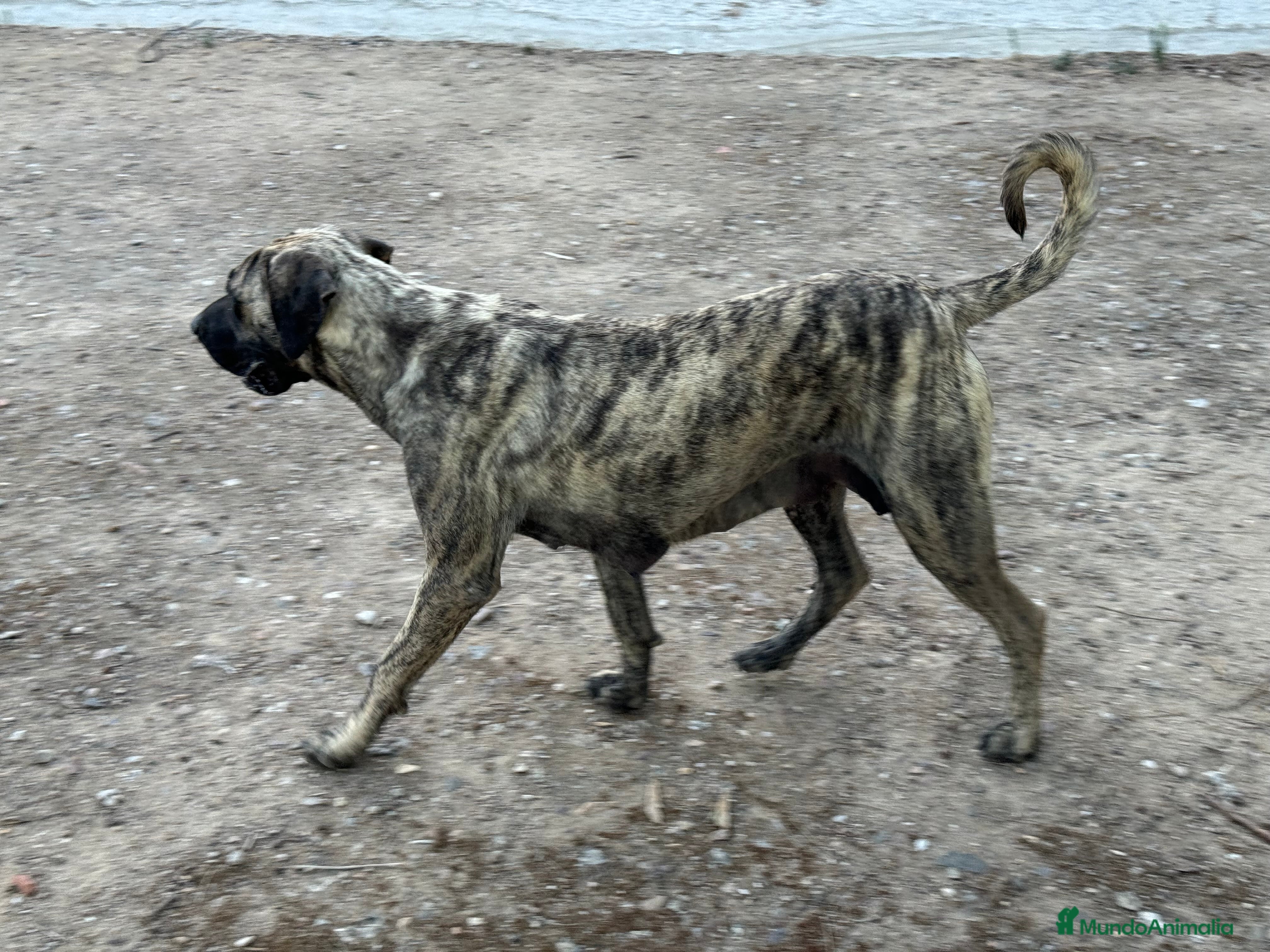 Presa Canario perros Camada de presa/dogo canario - Anuncio 2