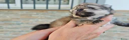Pomerania perros en venta: Pomerania - Anuncio 4