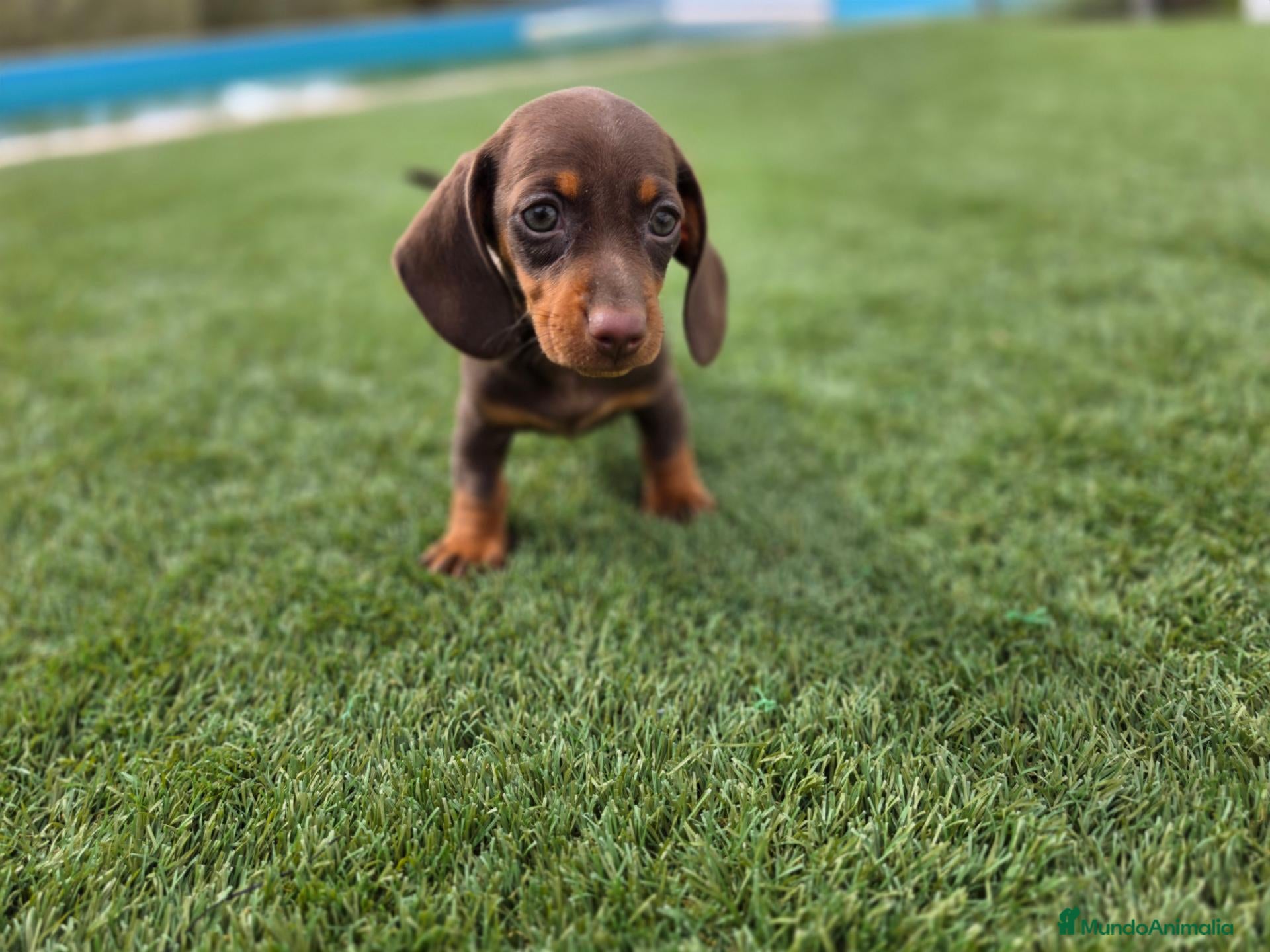 Teckel Miniatura perros en venta: TECKEL MINI & KANNINCHEN CHOCOLATE - Anuncio 1