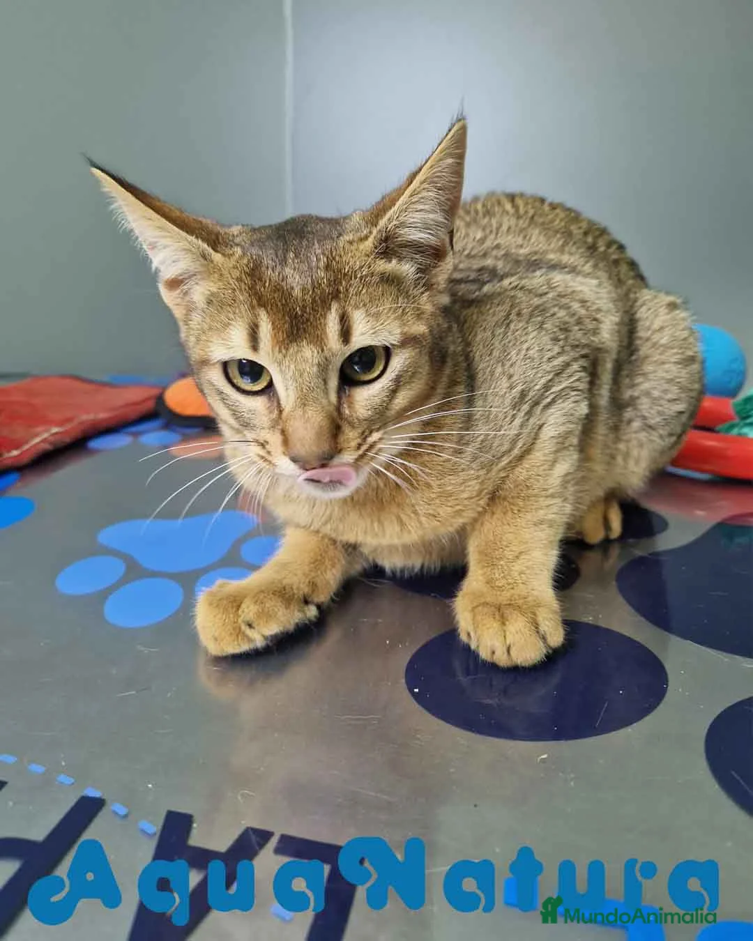 Abisinio gatos en venta: Abisinio Macho de Santa 1932 AQUANATURA - Anuncio 2